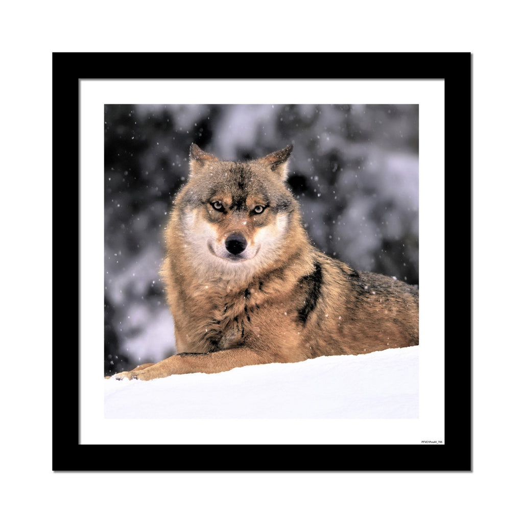 Wolf in Snow Premium Quality Wall Frame Painting